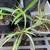 $5 Each Sale Beautiful Spider plant house plant houseplant  Cash only 3 thumbnail