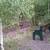 $45,000 / 1.18 AC - GOLD MEDAL RIVER BEAUTIFUL LAND READY FOR BUILD 6 thumbnail