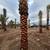 Palm Trees for sale 4 thumbnail