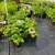 Fruit Plants: Blackberry, Elderberry, Raspberry, Rhubarb, & more $6.97 9 thumbnail