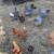 Chickens & Roosters 9 thumbnail