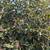 Vitex Tree 9 thumbnail