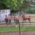 ROUND PEN PANELS*CORRAL PANELS*GATES*ANY STYLE OR WEIGHT 18 thumbnail
