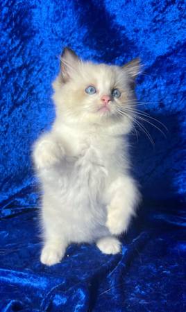 Ragdoll Kittens – Gentle, Gorgeous, and Home-Raised (Austin & DFW) (Austin)64141767985665120
