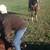 Grade 6 year old gelding 5 thumbnail