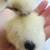 Silkie Chickens Chicks Pullets 4 thumbnail