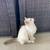 Siberian X kittens 3 thumbnail