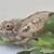 Baby Hybrid Designer Panther Chameleon - (4-Month - Sexed & Showing) 1 thumbnail