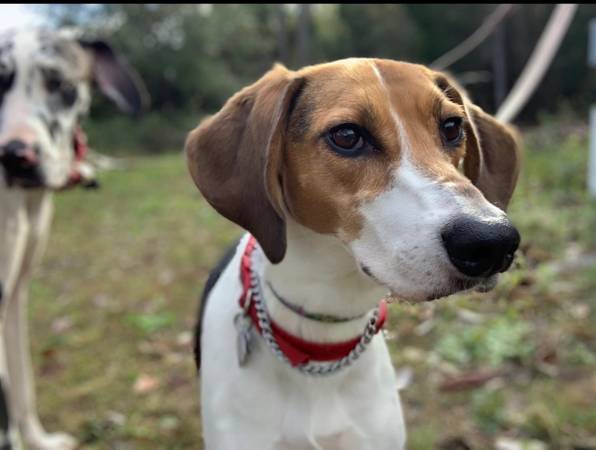 Walker hound (Bunnell)63846014588161120