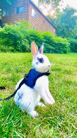 Netherland Dwarf Bunny Does for Rehoming (Greenwich, CT)63923588396034123