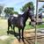 16 year old Tennessee Walker 5 thumbnail