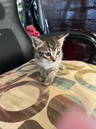 Kittens Main coon mix free (Birmingham)63985848886147121