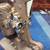 Antique Bell & Howell Filmo Regent 122 Movie Film Projector 8mm 7 thumbnail
