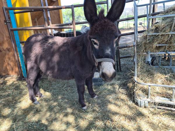 Mini Donkey 1
