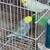Rainbow hamgoromo parakeet split 1 thumbnail