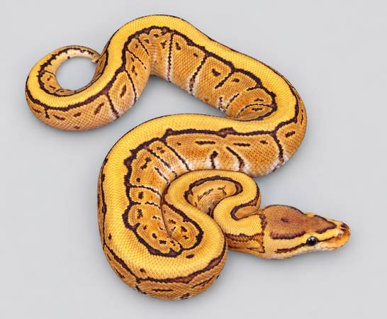 Fire Pinstripe Ball Python Het.Clown 1
