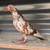Flying flights pigeons 5 thumbnail