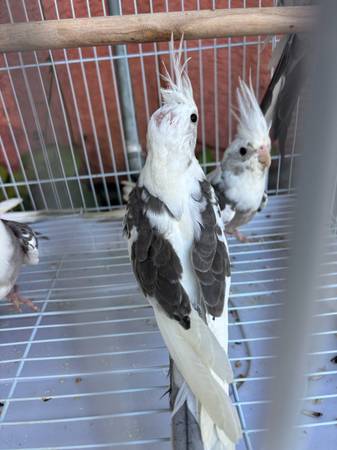 Cacatuas 75 cada una 1