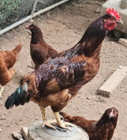 3 Roosters for sale 1