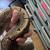 Adult female pinstripe ball python 4 thumbnail