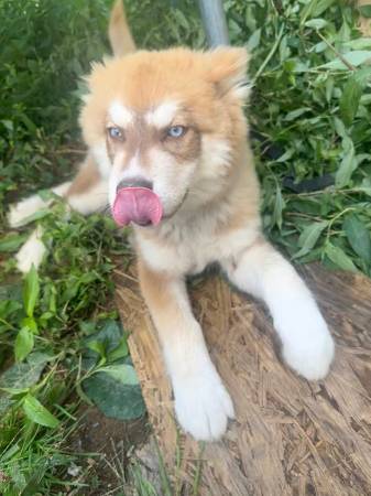 Husky Puppy63697161727363120