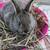 Baby Bunnies 3 thumbnail
