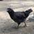 Pullets and Roos 6 thumbnail