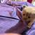 Ragdoll kittens 1 thumbnail