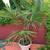 Tropical and Carnivorous Plants 5 thumbnail