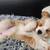 Cavalier & Australian Shepherd Dogs Puppy 9 thumbnail