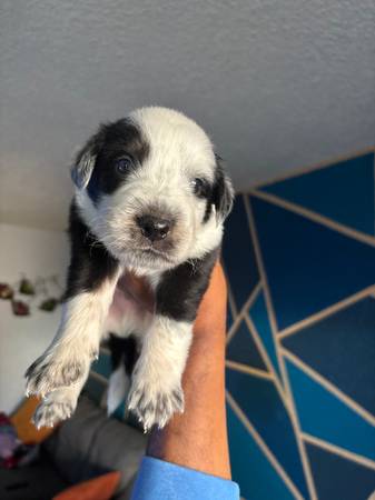 Rehome Aussie puppies (Sacramento)64176270028673124