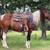 Horses 5 thumbnail