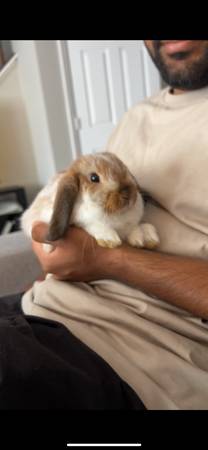 Bunny to rehome 1