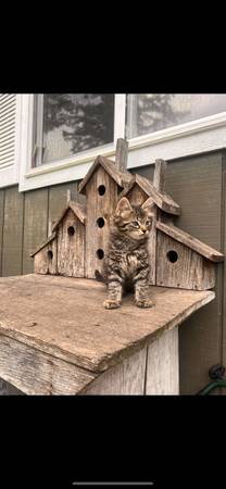 Free kittens to good home (Eatonville)63885717621889120