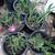 round wooden dining table, 6 chairs, chest freezer, plants 12 thumbnail