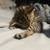 Kittens 6 thumbnail