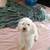 Male multipoo for forever home 7 thumbnail