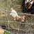Fainting , boer  goats 2 thumbnail