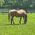 Beginner Safe Lesson Horse Older mare 10 thumbnail