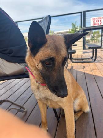 Rehoming Belgian Malinois (Richland)63411577582209121