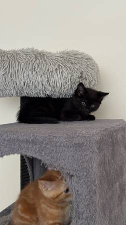 niña de 2 meses (Kent)64184332345729122