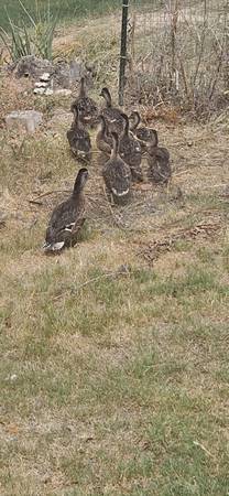 Mallard Ducks 1