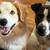 $35.00/Night Dog Boarding - Cozy Stays & Belly Rubs! 12 thumbnail