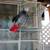 African gray for sale in the gauge 5 thumbnail
