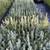 Evergreen Trees Colorado Blue Spruce 2 thumbnail