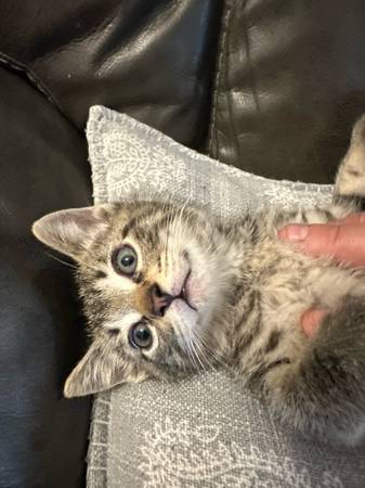 kitten (vancouver)64671913004291122