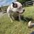 American Bully 1 thumbnail