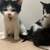 2 Month Female & Male kittens 3 thumbnail