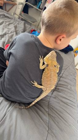 Bearded dragon with tank and accessories (Port Richey)64002557172225124