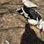 2 year old laying hens, Muscovy ducks 1 thumbnail